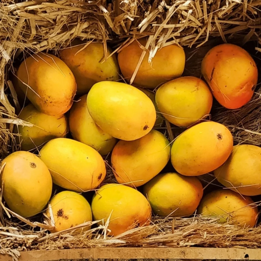 Alphonso Mango