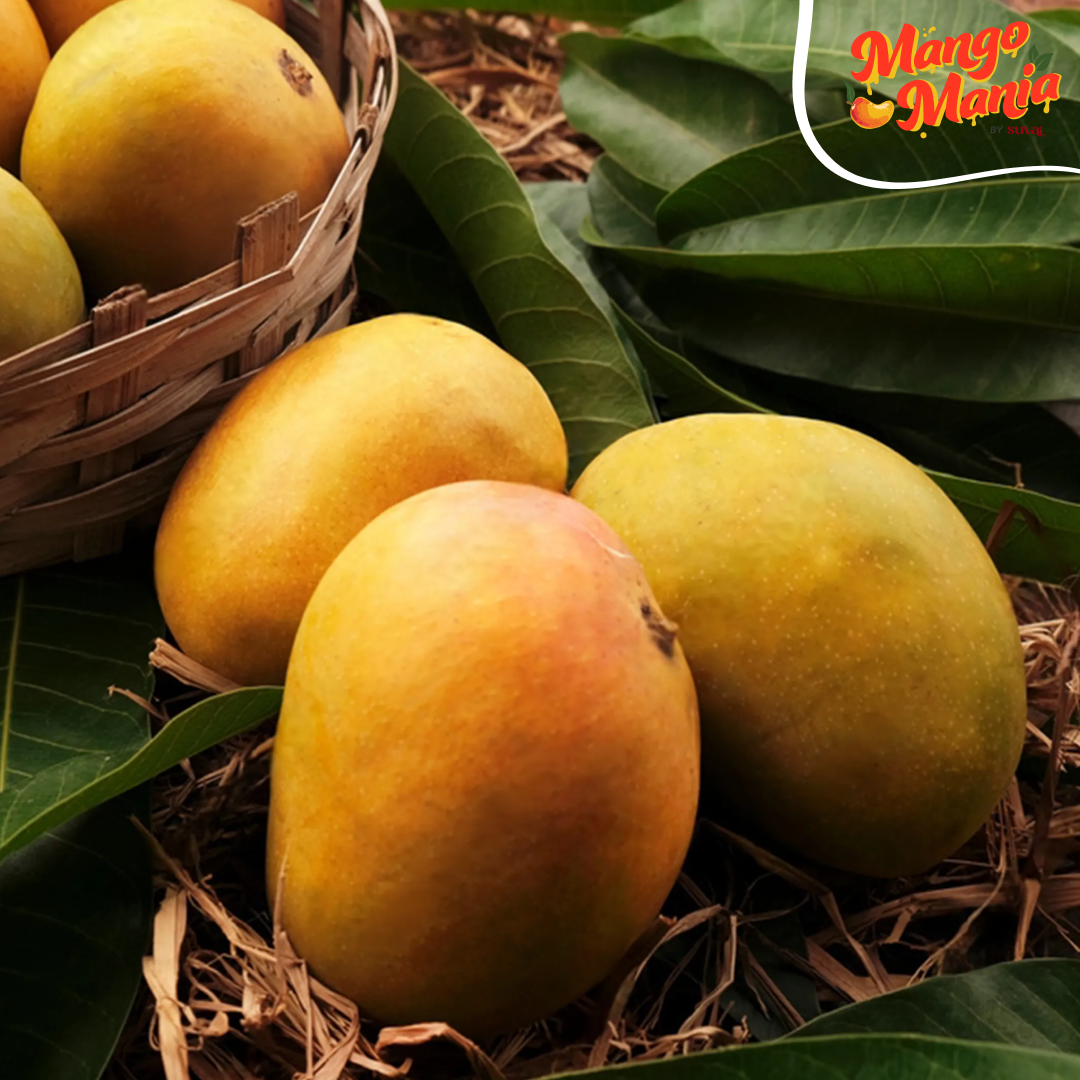 Alphonso Mango